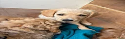 Mixed Breed dogs for sale: ONLY 2 LEFT Double Doodle Puppies (Cockadoodles) - Advert 13