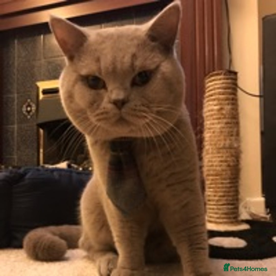 British Shorthair cats for stud: STUD ONLY in Huddersfield - Image 16
