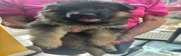 German Shepherd dogs for sale: Puppies - Advert 5