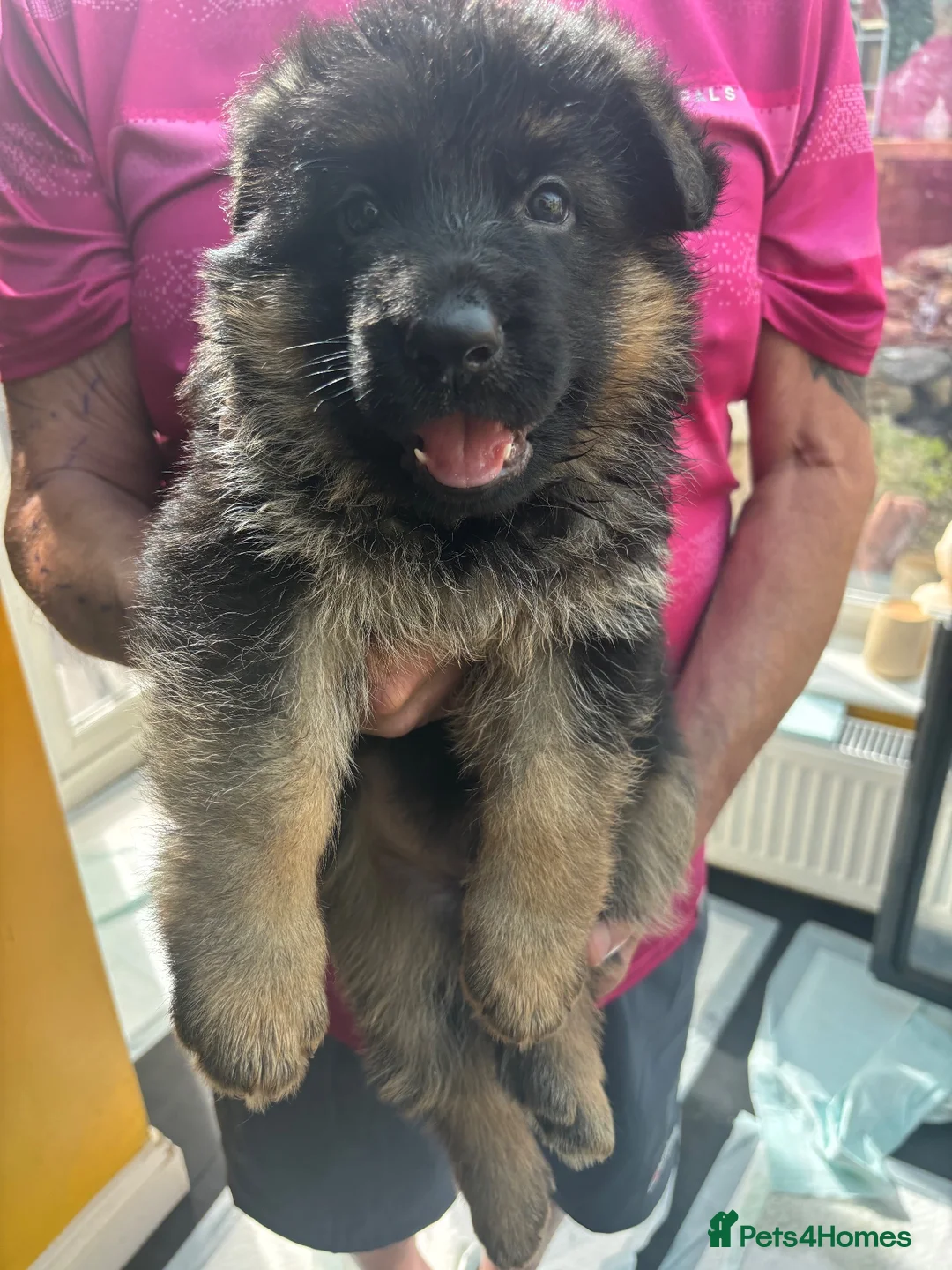 German Shepherd dogs for sale: Puppies - Advert 5