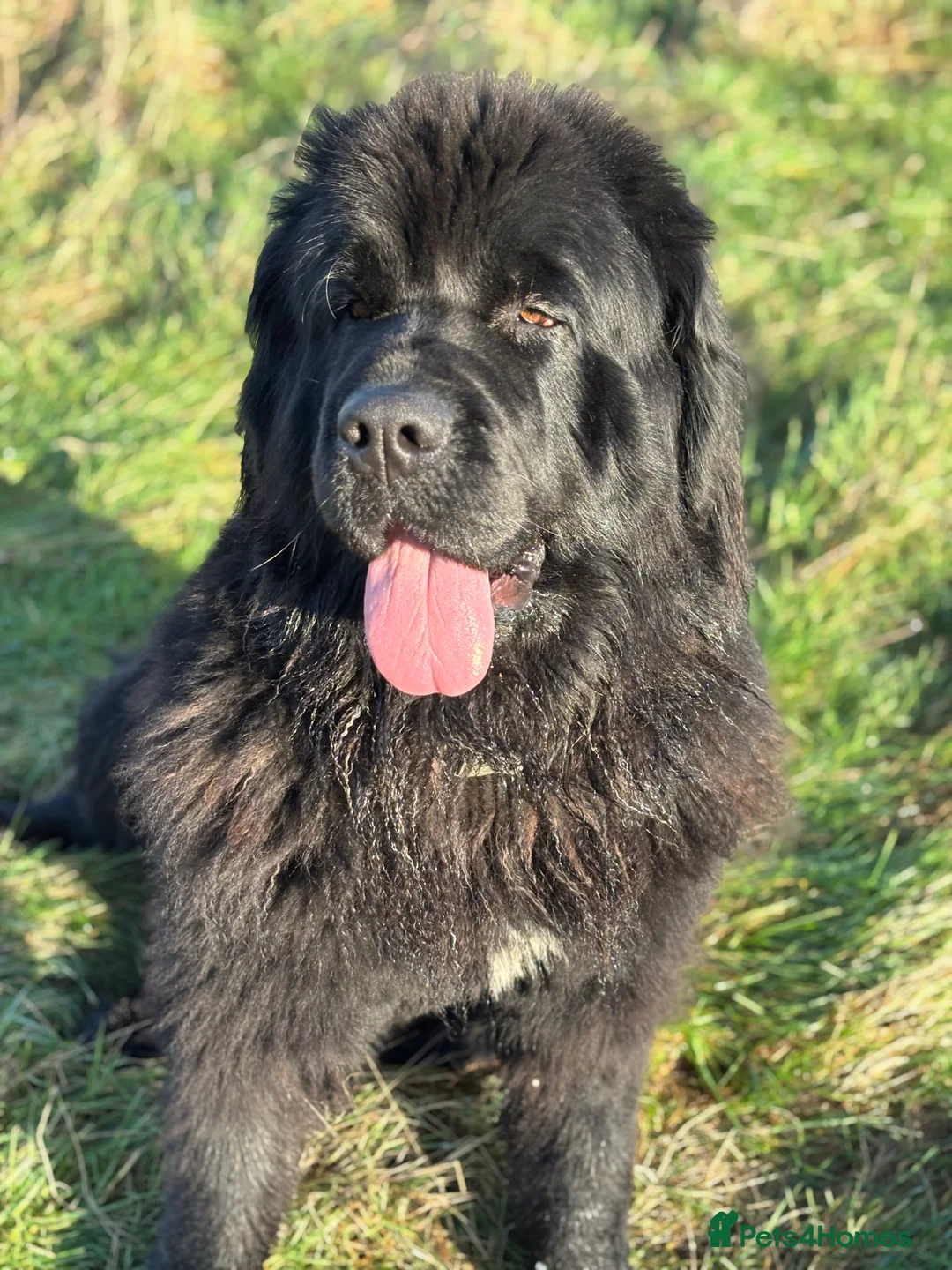 Newfoundland dogs for sale: Loverly health tested girl for rehoming  - Advert 2