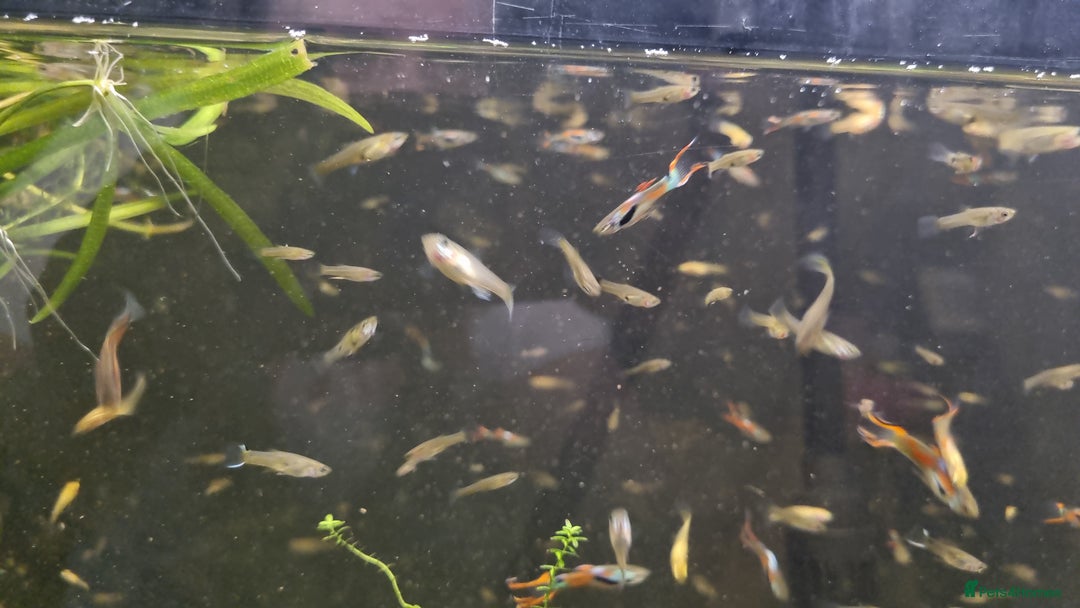 Plecos fish for sale: Plecos and guppies  - Advert 5