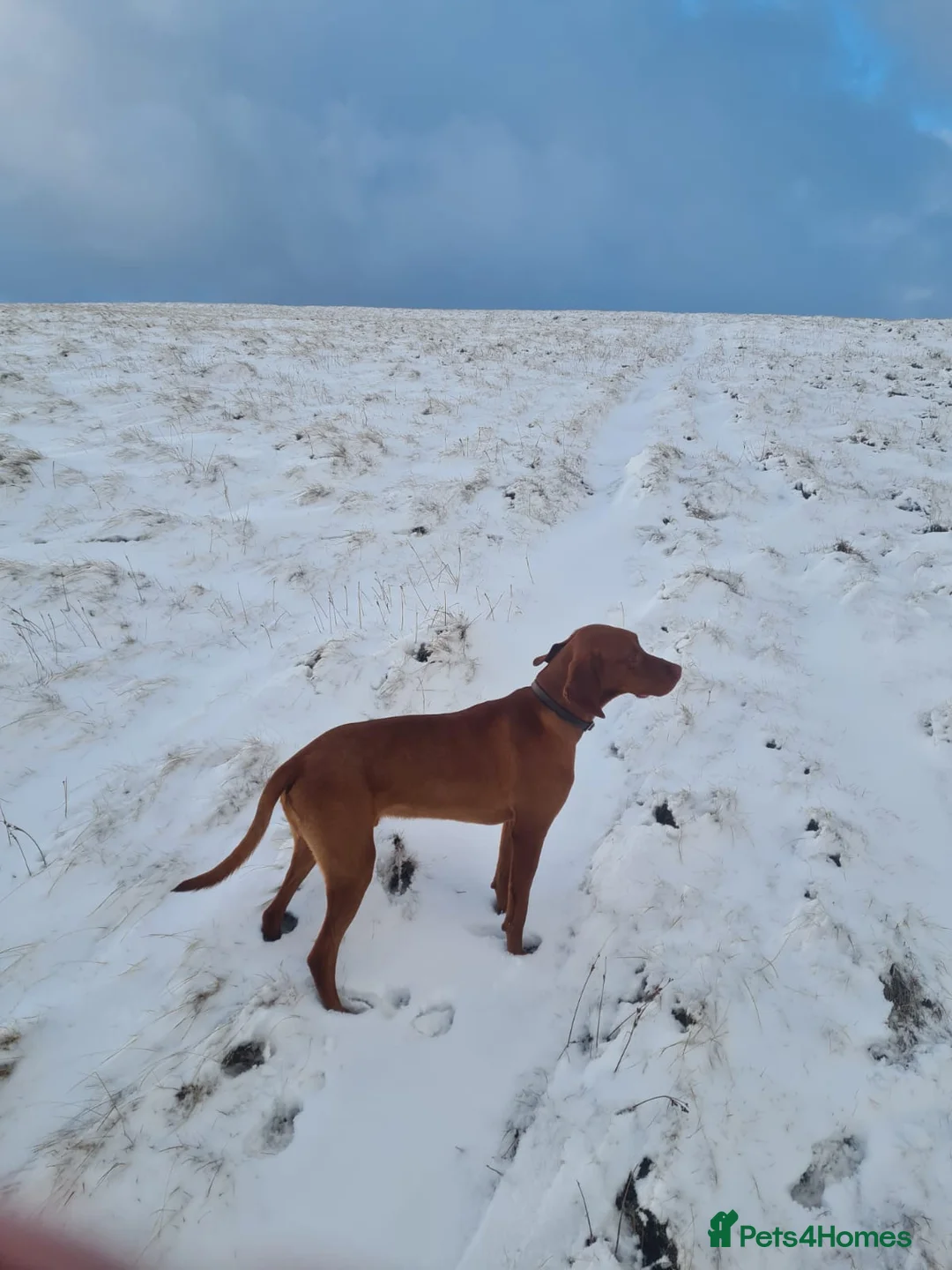 Hungarian Vizsla dogs for sale: Male Hungarian vizla - Advert 3