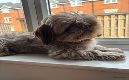 Shih Tzu dogs for stud: KC registered proven imperial Shih Tzu for stud  in Leicester - Image 7