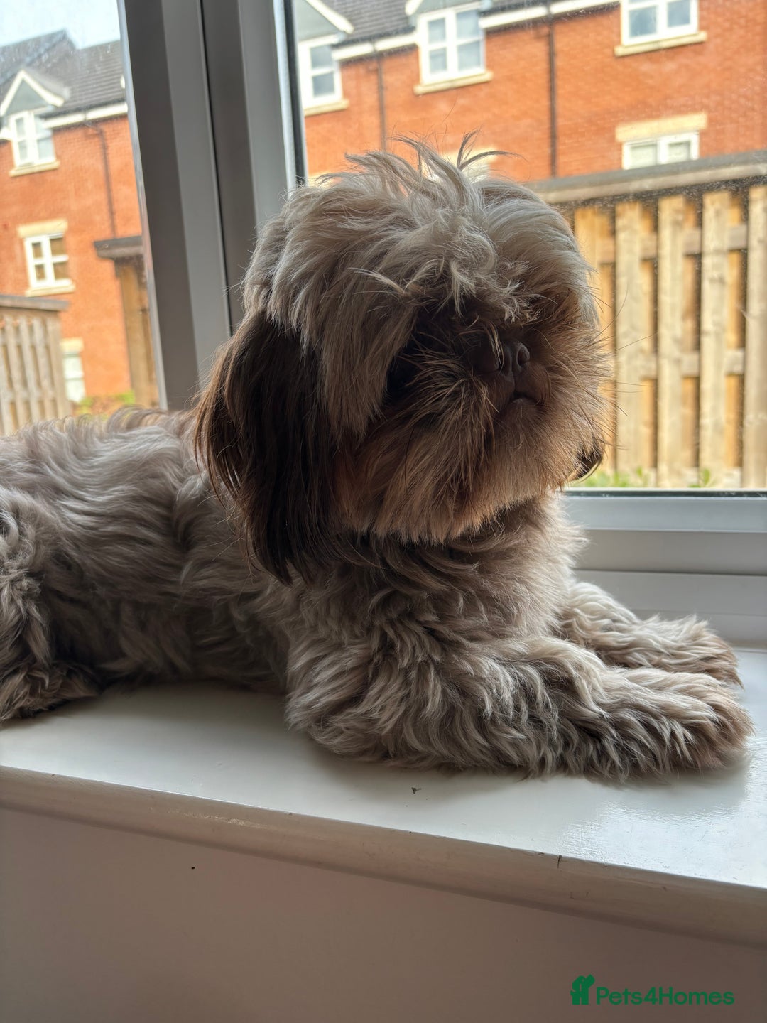 Shih Tzu dogs for stud: KC registered proven imperial Shih Tzu for stud  in Leicester - Image 7