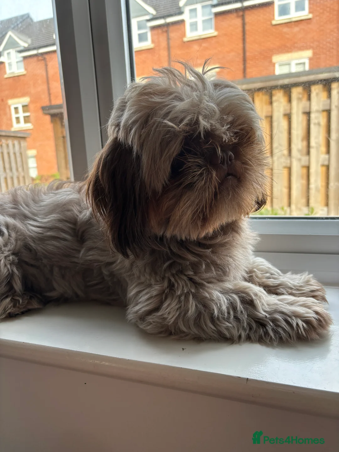 Shih Tzu dogs for stud: KC registered proven imperial Shih Tzu for stud  in Leicester - Advert 7