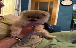 Pomeranian dogs for sale: Last female teddy face Pomeranian  - Image 16