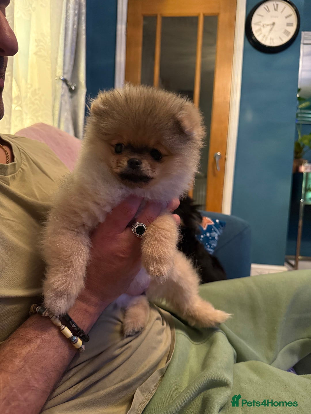 Pomeranian dogs for sale: Last female teddy face Pomeranian  - Image 16