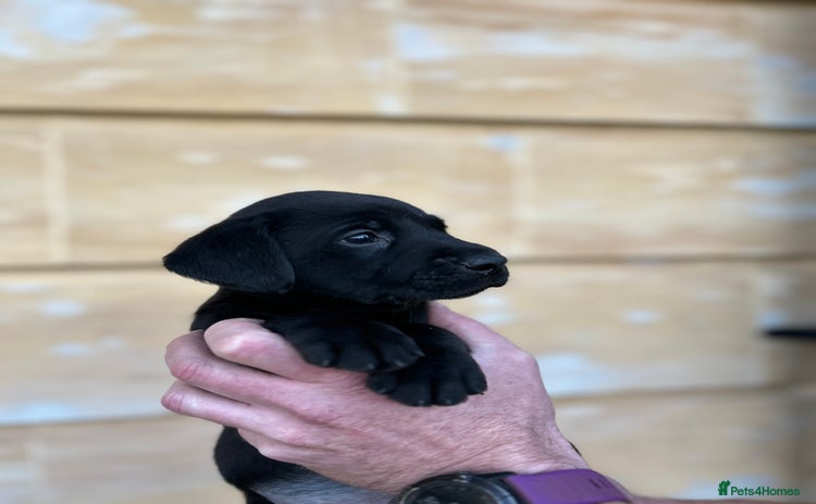 Labrador Retriever dogs Black Labrador puppies, KC reg  - Advert 8