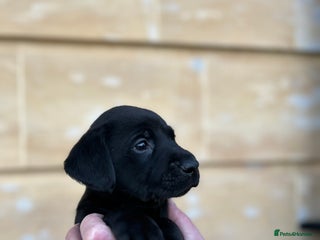 Labrador Retriever dogs Black Labrador puppies, KC reg - Advert 1