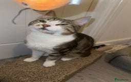 Domestic Shorthair cats for sale: Lovely 2 year old male - Image 2