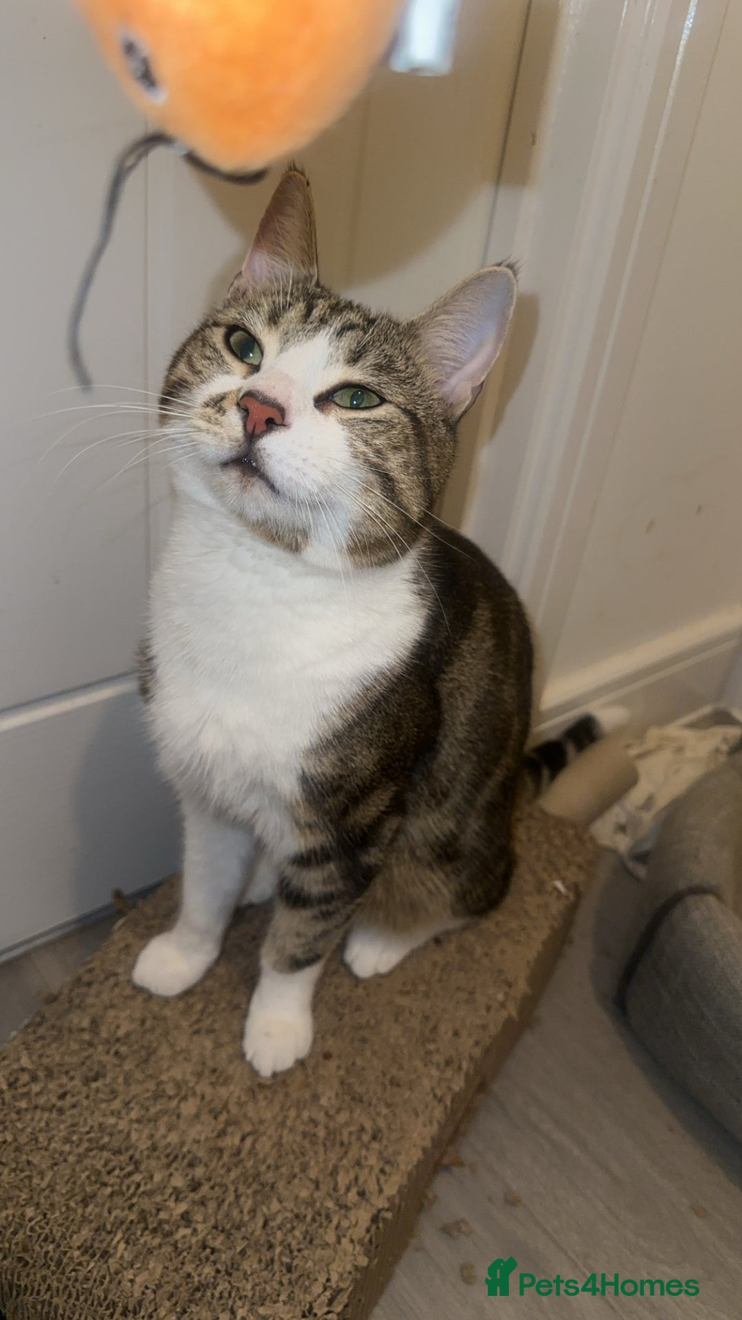 Domestic Shorthair cats for sale: Lovely 2 year old male - Image 2