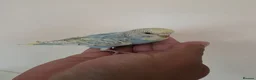 Budgerigars birds for sale: Silly hand tamed baby budgies for sale  - Advert 6