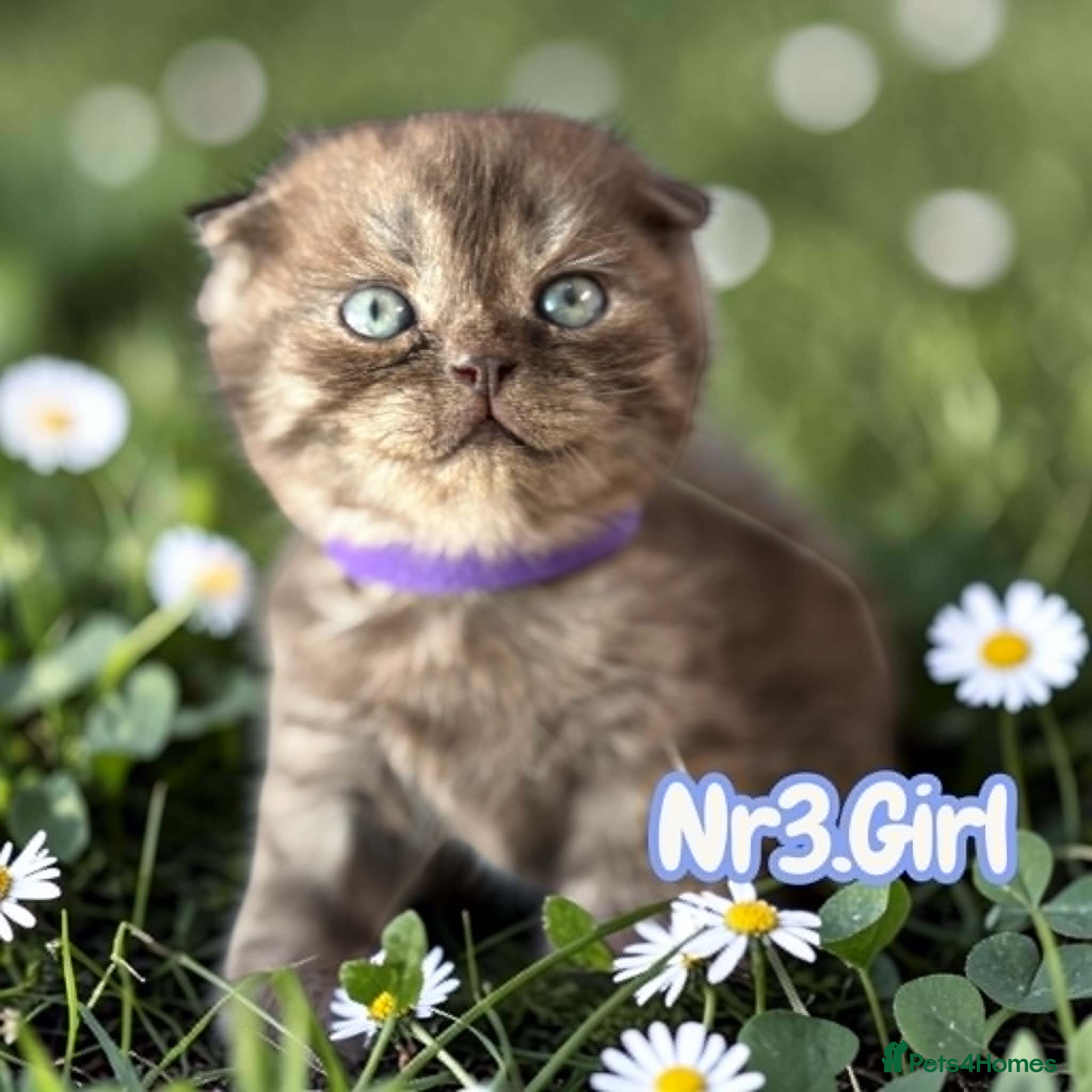 Scottish Fold cats for sale: 6 Pedigree Scottish Fold and Straight Kittens - Advert 18