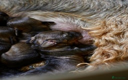 Dachshund dogs for sale: KC Registered Wirehaired Teckel Standard Dacshund  - Image 7