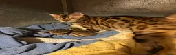 Bengal cats for sale: Brown rossetted bengal kittens - Advert 5