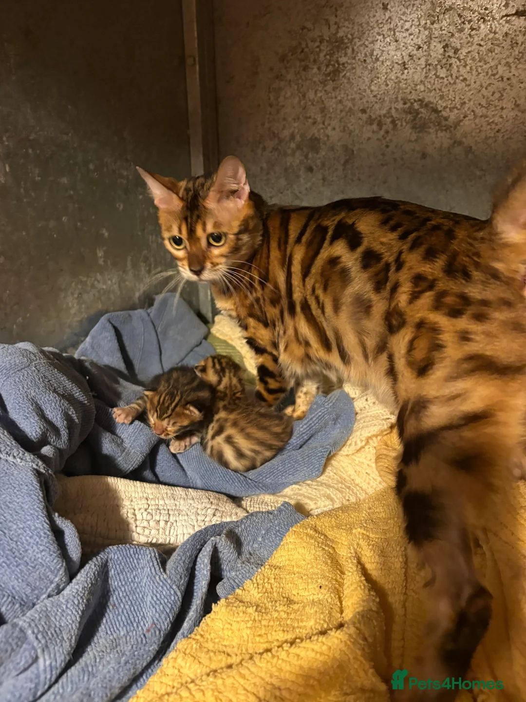 Bengal cats for sale: Brown rossetted bengal kittens - Advert 5