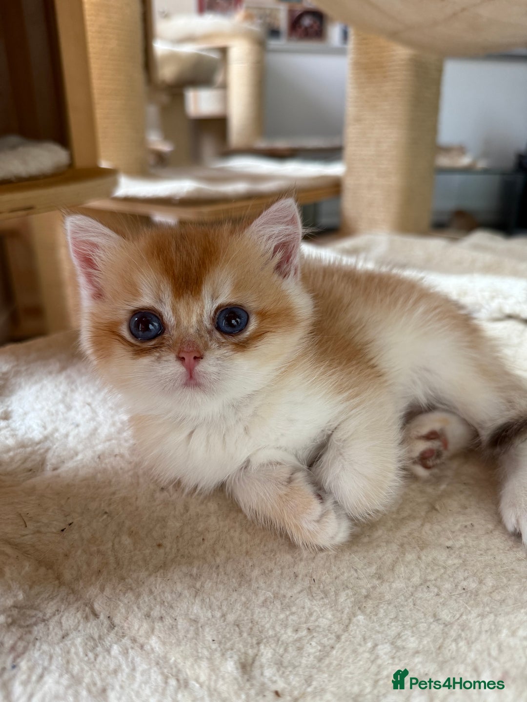 British Shorthair cats for sale: GCCFreg BSH & BLH Chocolate & Black Golden Kittens - Advert 31