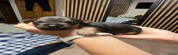 Mixed Breed dogs for sale: Jack Russel & pinscher  in Rugby - Advert 5
