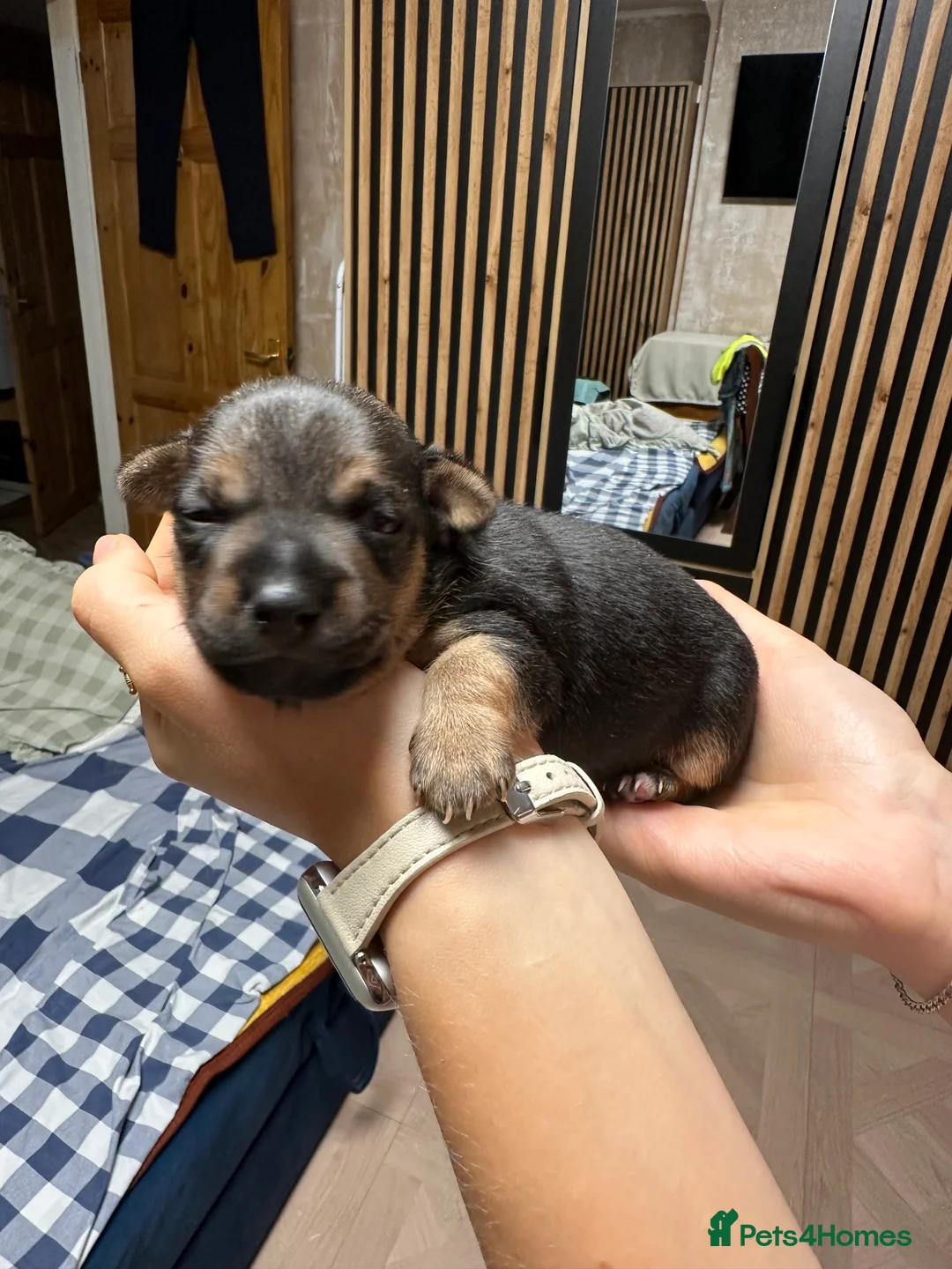 Mixed Breed dogs for sale: Jack Russel & pinscher  in Rugby - Advert 5