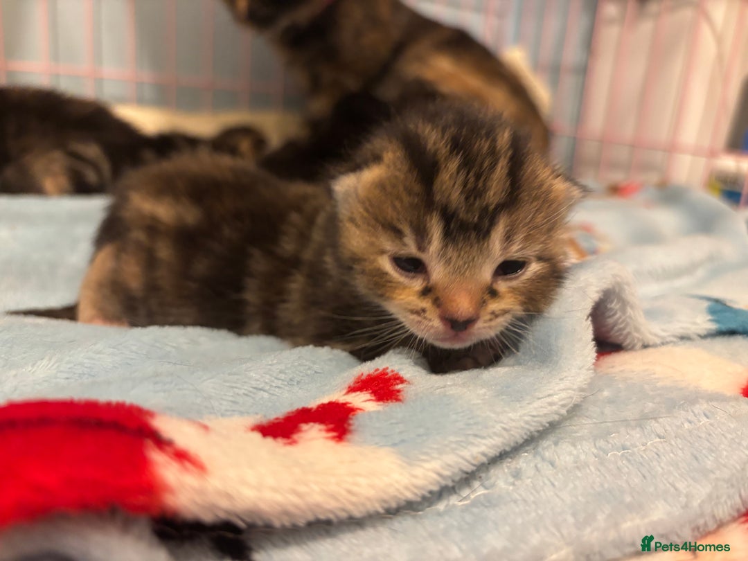 Mixed Breed cats for sale: 5 Gorgeous kittens for reserve - Image 18