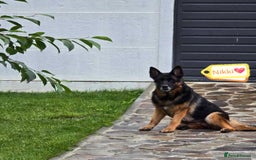 German Shepherd dogs for adoption: 💖🐶 NIKKI 🐶💖 - Image 2