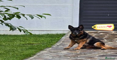 German Shepherd dogs - Advert 2