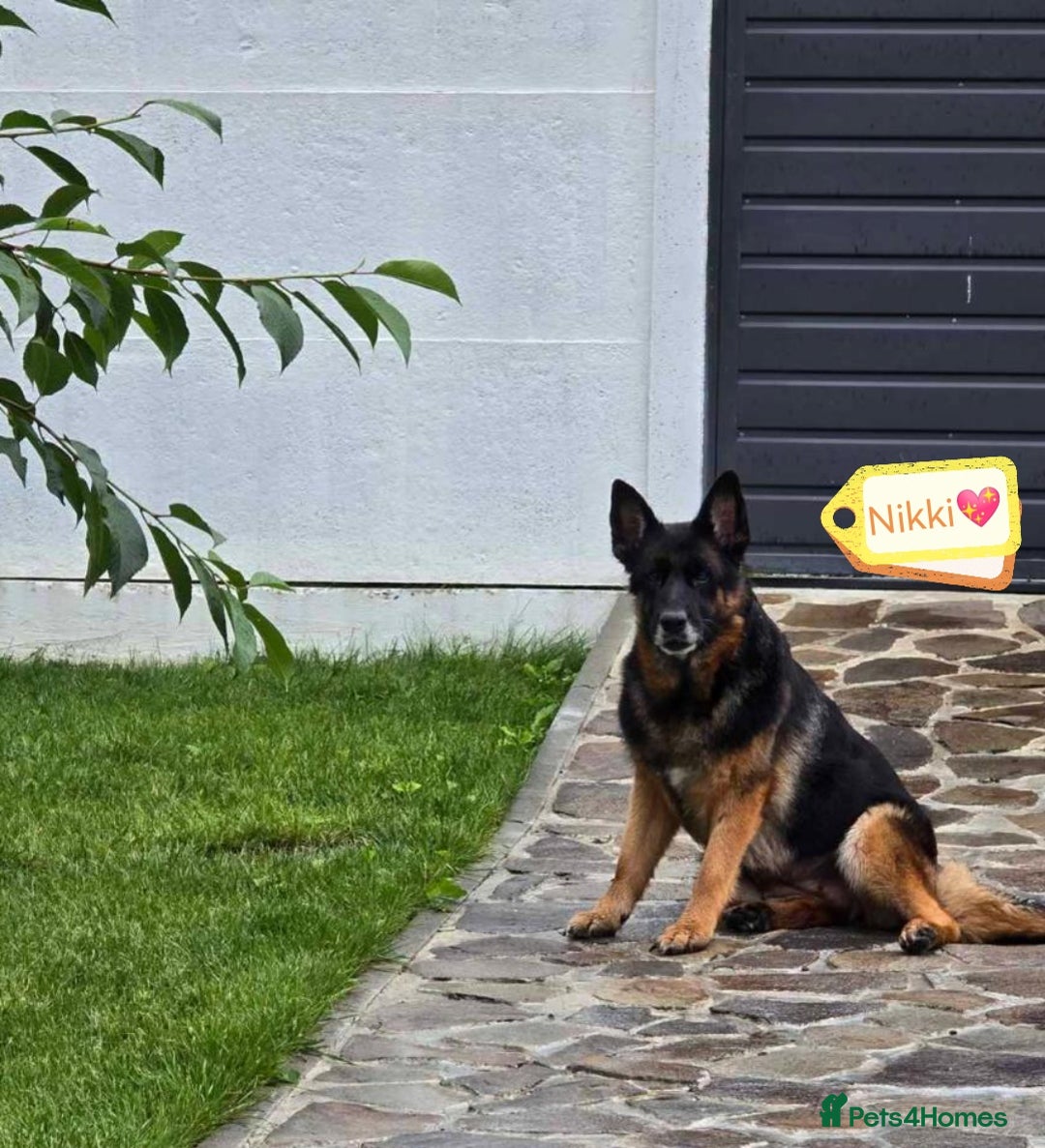 German Shepherd dogs for adoption: 💖🐶 NIKKI 🐶💖 - Image 2