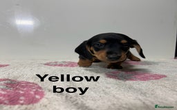 Dachshund dogs for sale: Dachshund pups  - Image 9