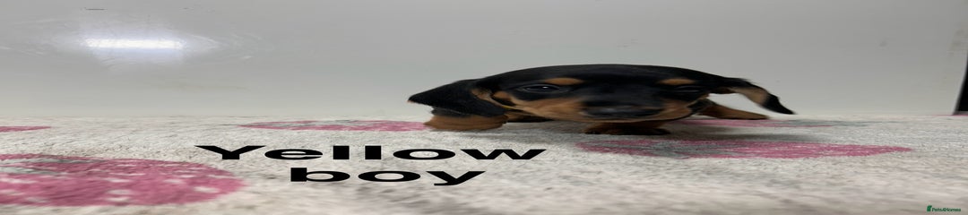 Dachshund Puppy 3 (yellow boy)