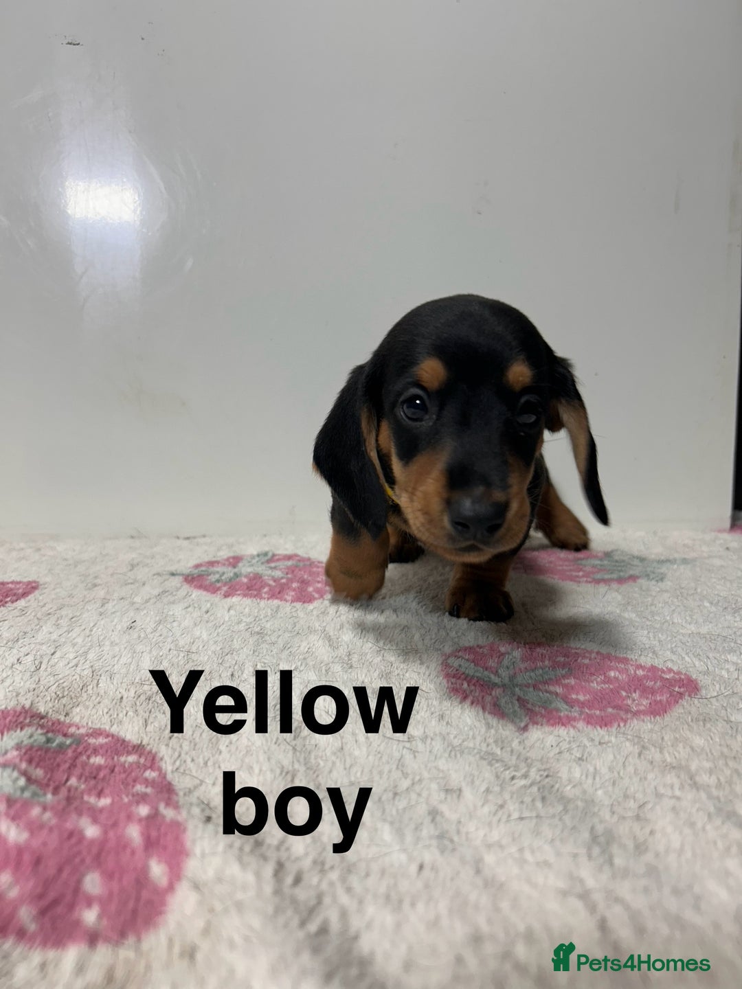 Dachshund dogs for sale: Dachshund pups  - Image 9