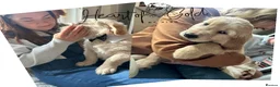 Golden Retriever dogs for sale: KC last boy  ❤️ on holiday 11-18.05 , final price  - Advert 5