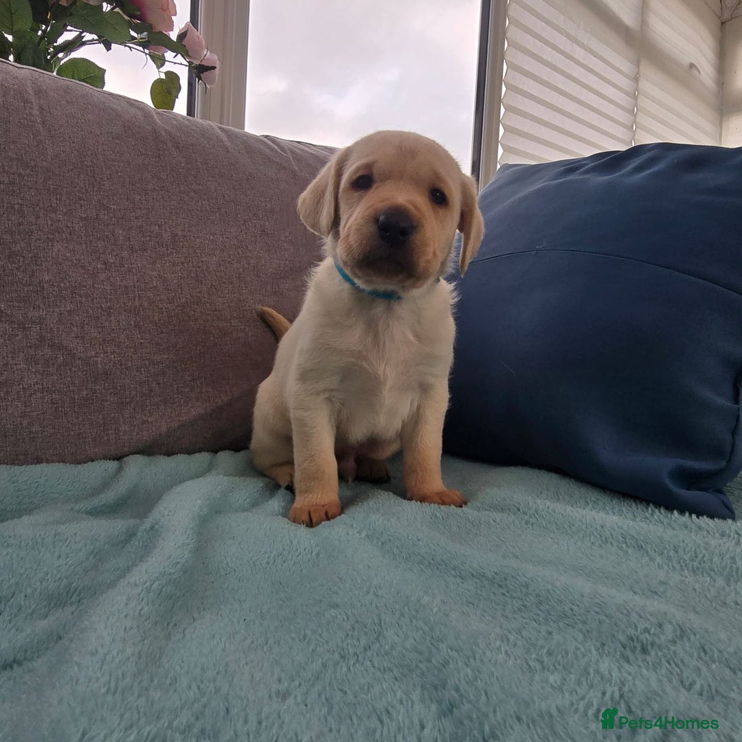 Labrador Retriever dogs for sale: Snow-White Labrador Puppies - Advert 4
