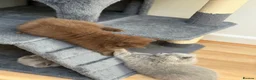 British Shorthair cats for sale: Chocolate GCCF Pure Pedigree British Shorthair - Advert 17