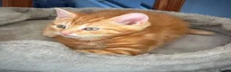 Mixed Breed cats for sale: Gorgeous kittens  - Advert 8