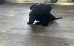 Labradoodle dogs for sale: Multigenrational labradoodle  - Image 4