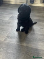 Labradoodle dogs Multigenrational labradoodle ready to leave - Advert 3