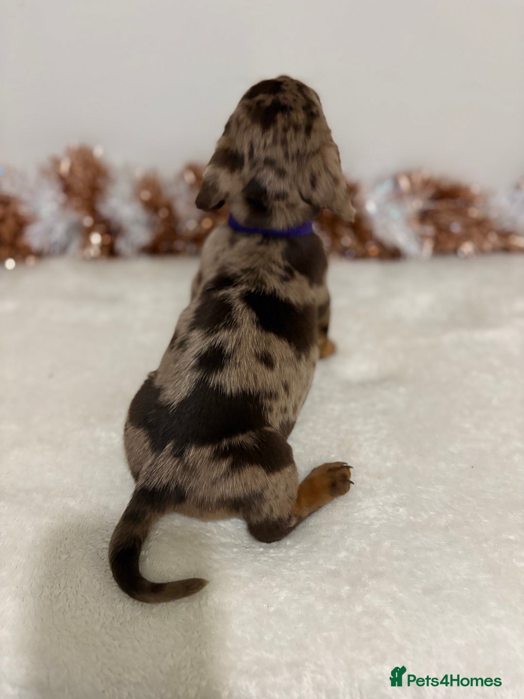 Miniature Dachshund dogs for sale: Miniature Dachshund Pups  - Advert 18