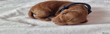Cockapoo 1