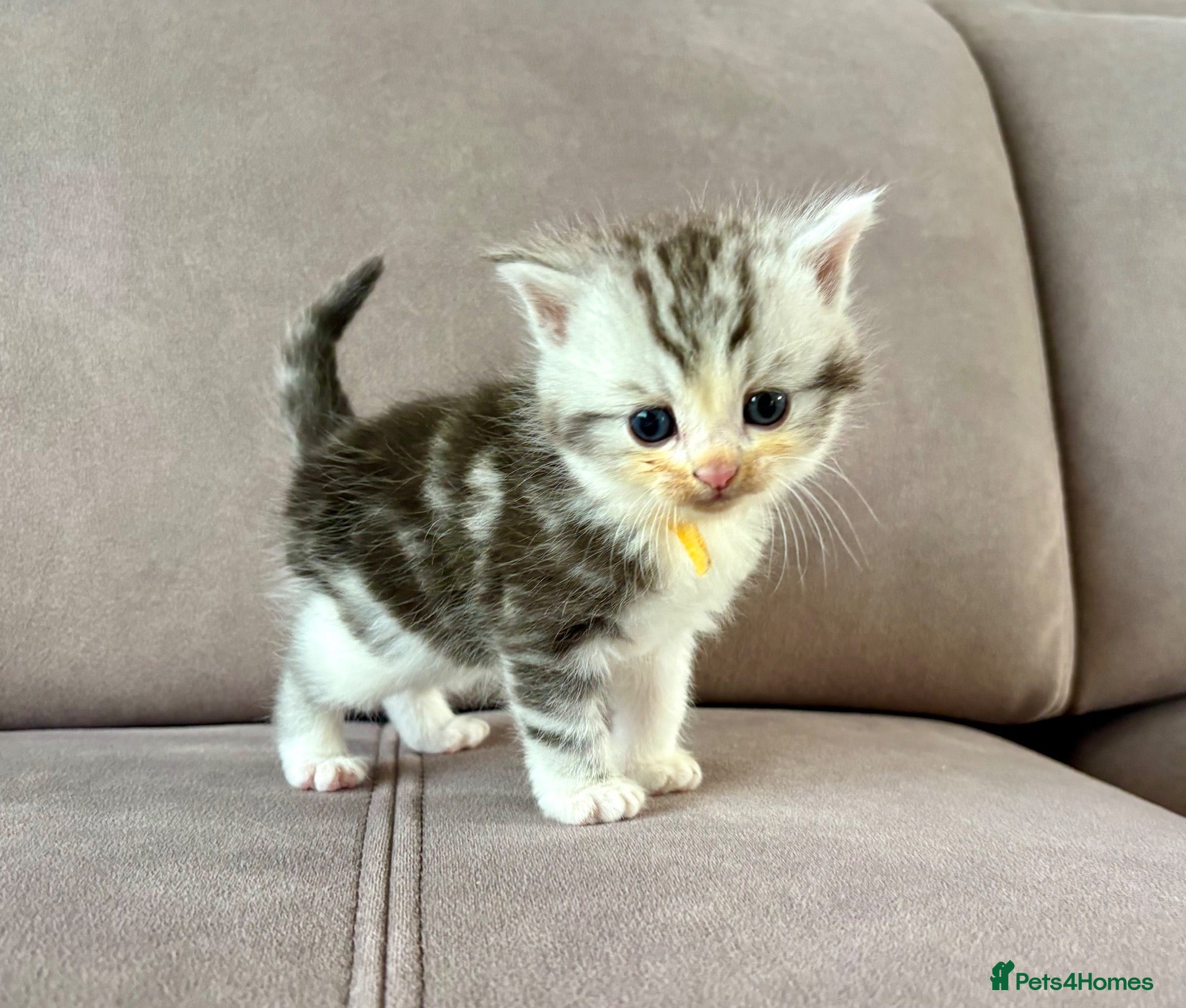 Mixed Breed cats 🐾✨ BEAUTIFUL FLUFFY PERSIAN-MIX KITTENS ✨🐾 - Advert 2