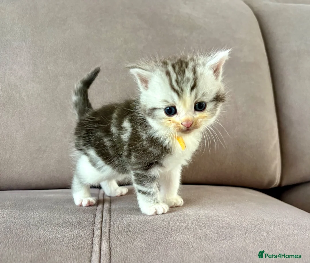Mixed Breed cats for sale: 🐾✨ BEAUTIFUL FLUFFY PERSIAN-MIX KITTENS ✨🐾 - Advert 1