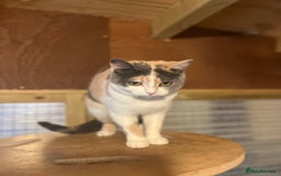 British Shorthair cats for sale: Various adult British Shorthairs  - Image 4