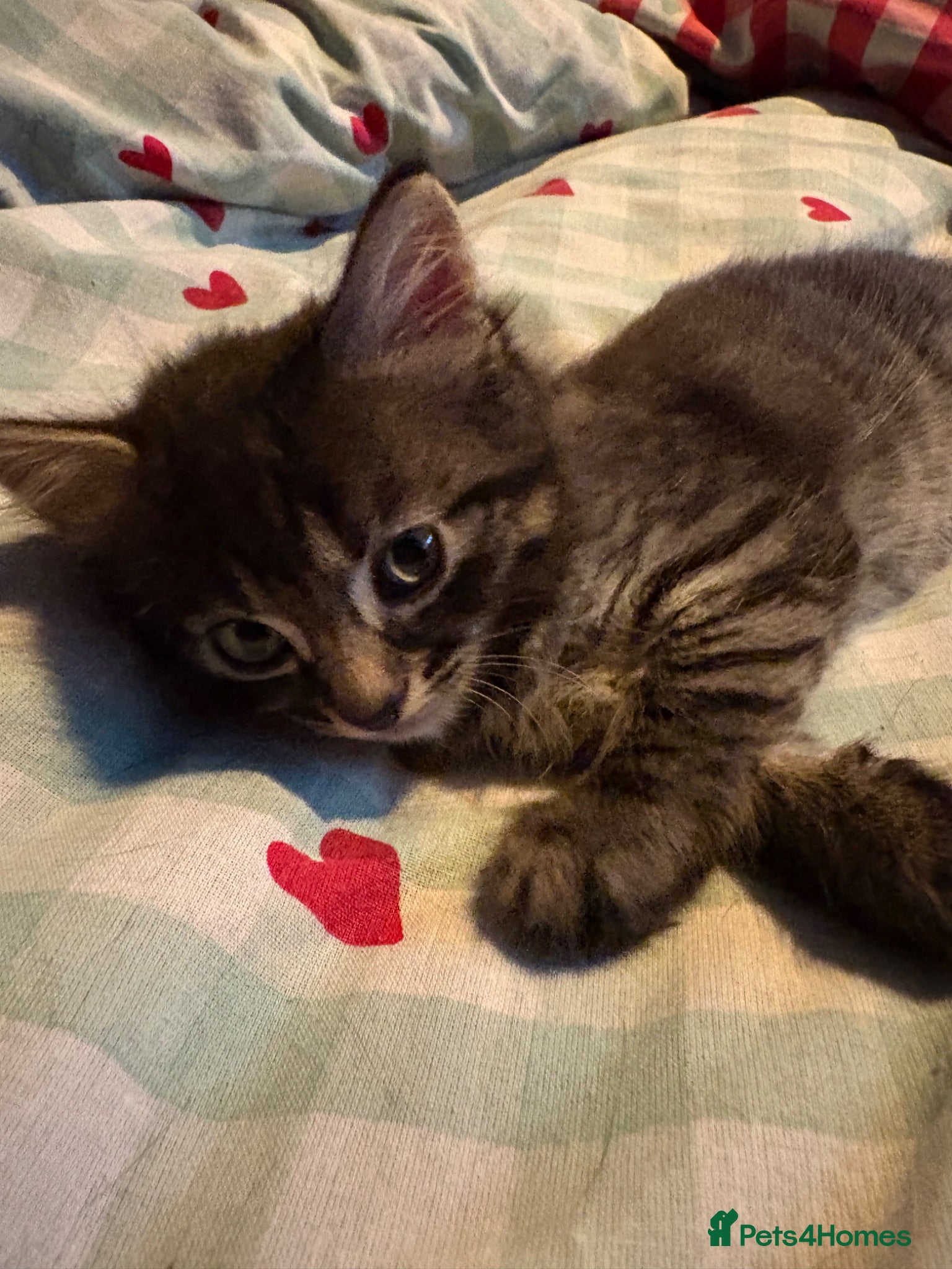 Mixed Breed cats Tabby kittens ready for their forever homes  - Advert 4