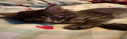 Mixed Breed cats for sale: Tabby kittens available from 17th july - Advert 1