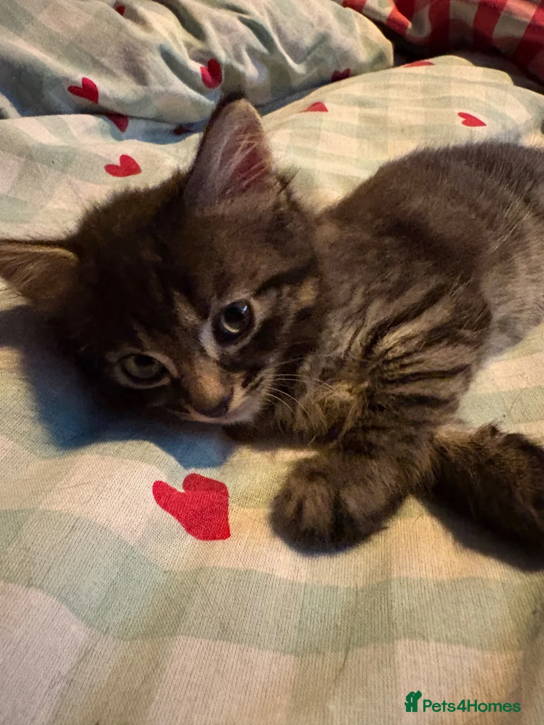 Mixed Breed cats for sale: Tabby kittens available from 17th july - Advert 1