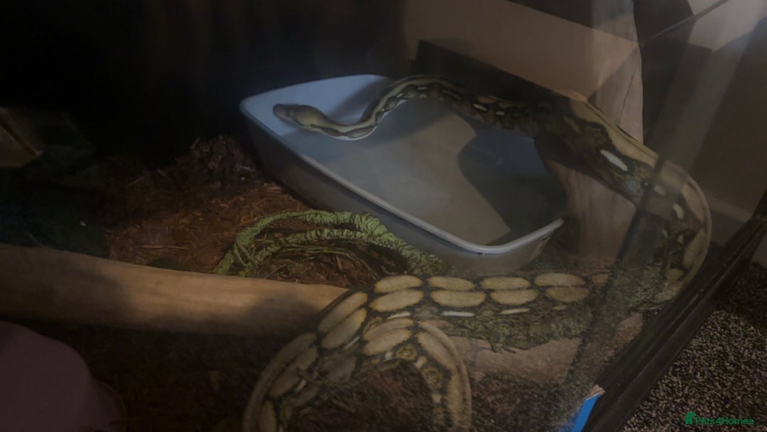 Python Snake reptiles for sale: Dwarf Reticulated python  - Advert 5