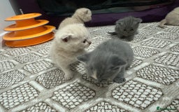 British Shorthair cats for sale: kitten  - Image 4