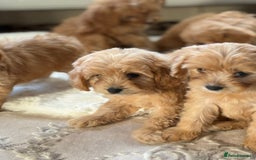 Cavapoo dogs for sale: Apricot Cavapoos - Image 4