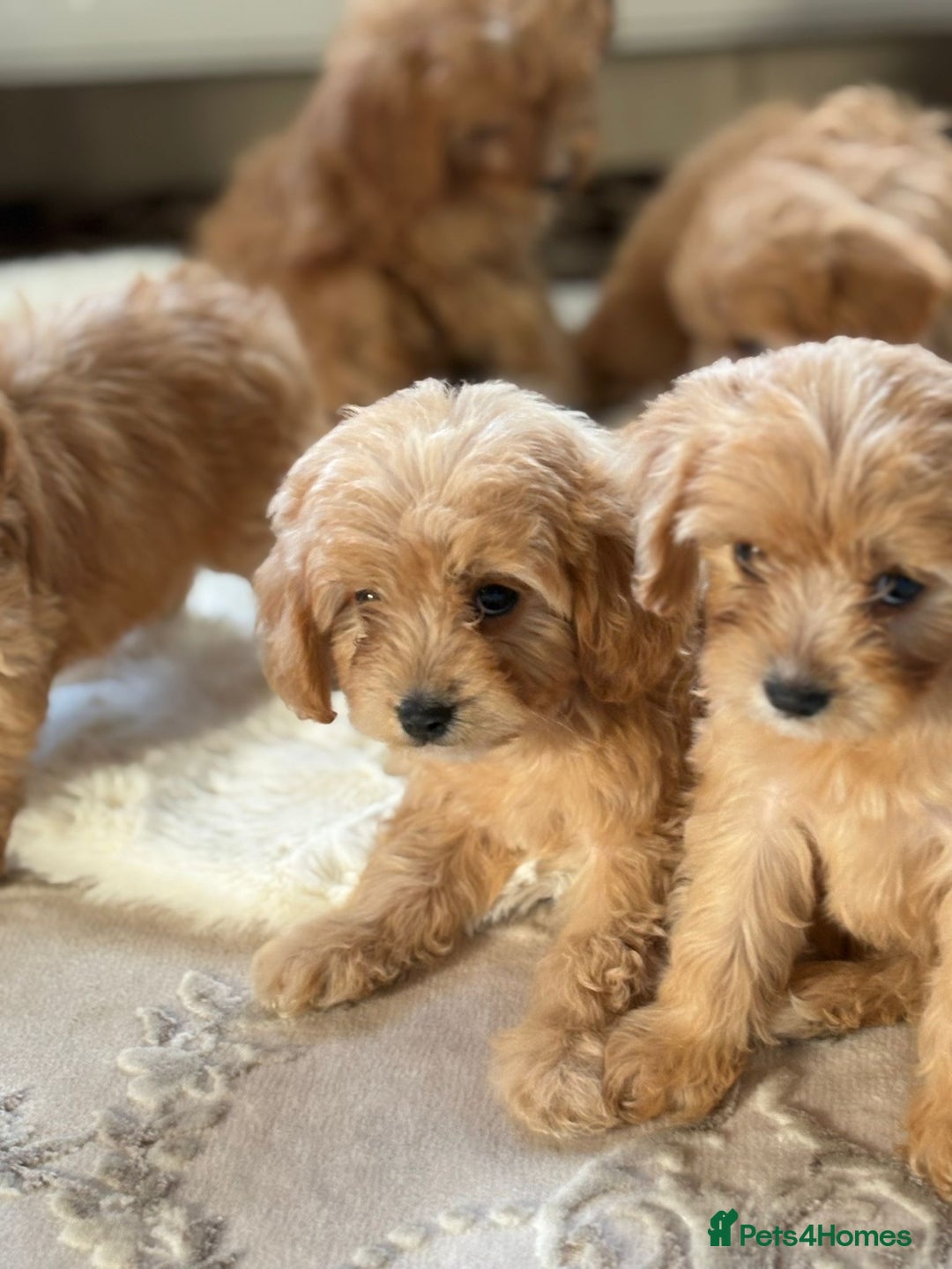Cavapoo dogs for sale: Apricot Cavapoos - Image 4