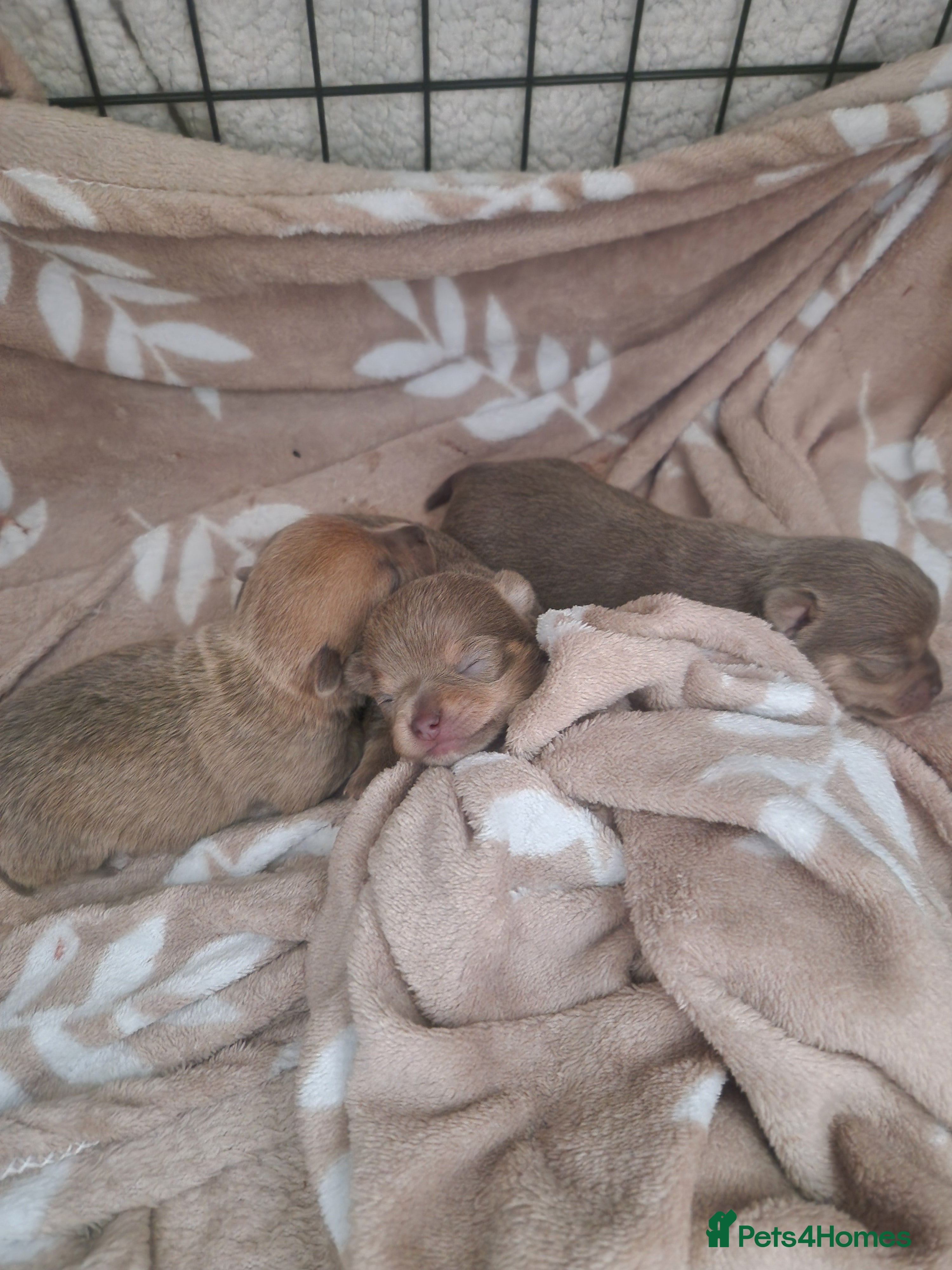 Chihuahua dogs Rare blue lilac miniature chihuahua  - Advert 2